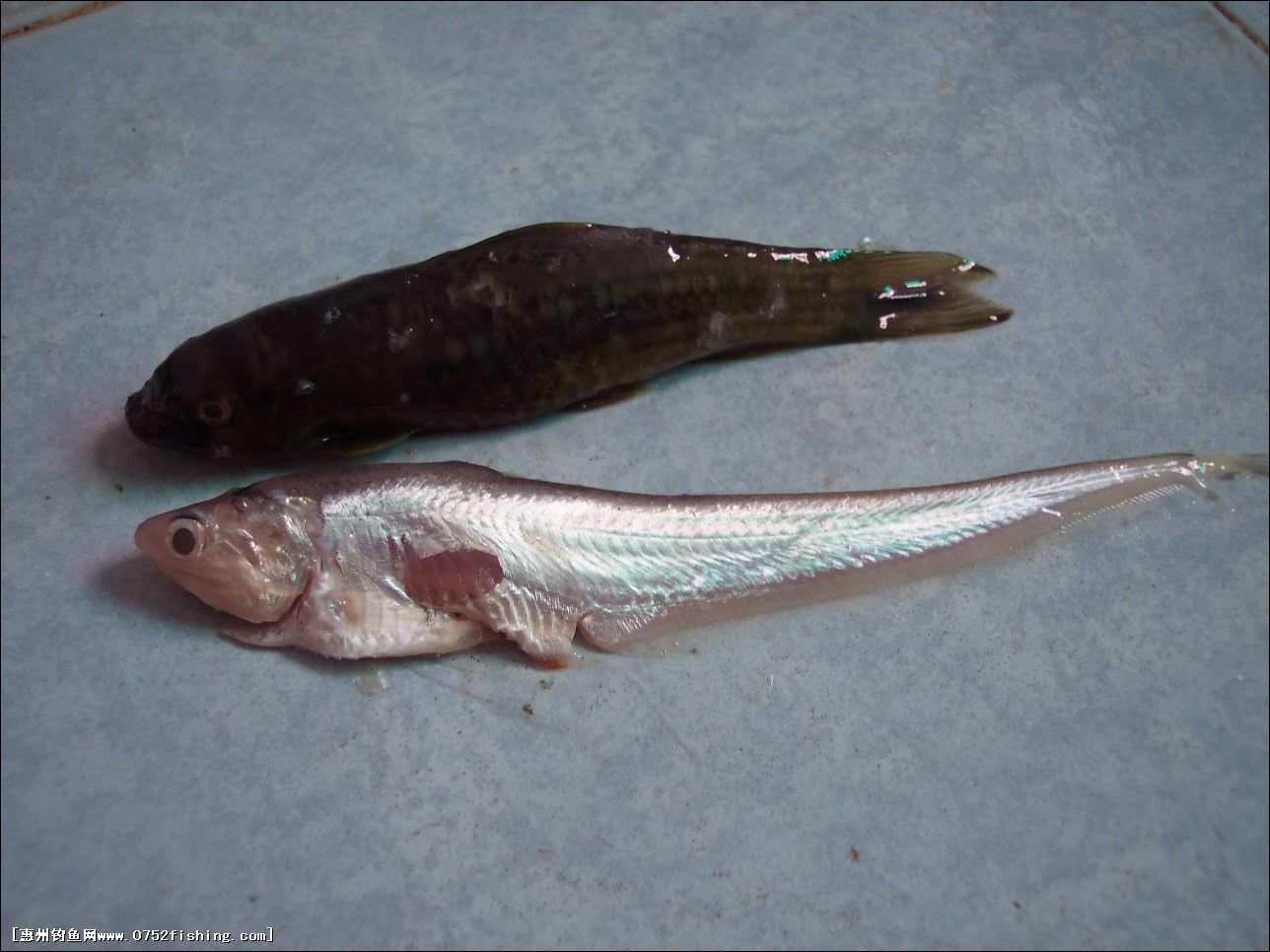  p>墨头鱼, i>garra pingi pingi  /i>(tchang, 1929) ,鲤形目, a