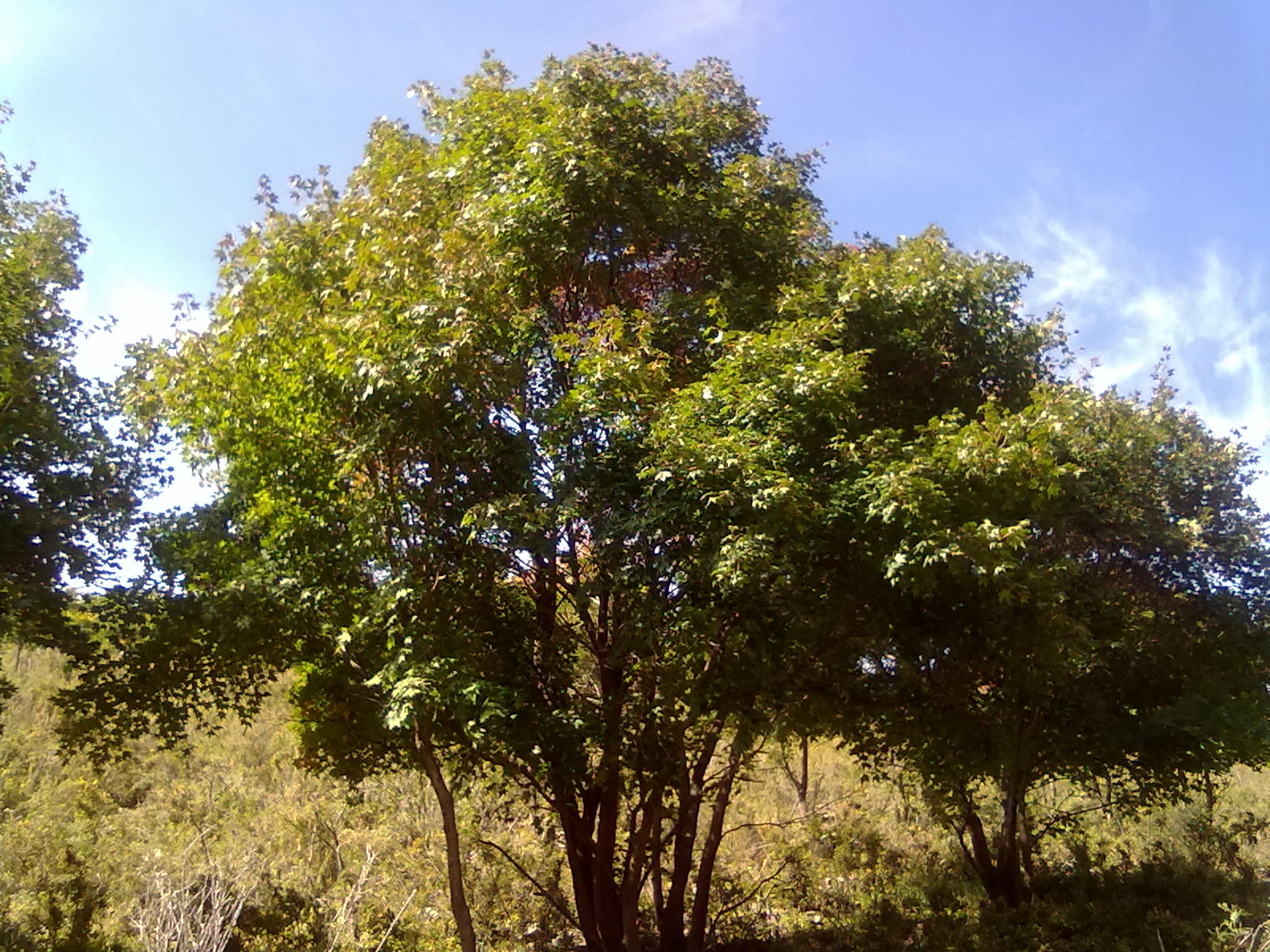  /i>),别名:凿子树, a target="_blank" href="/item/蒙子树/5991814