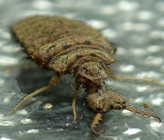 data-lemmaid="1536453">脉翅目 /a>蚁蛉科蚁狮属下的动物,广布於北美