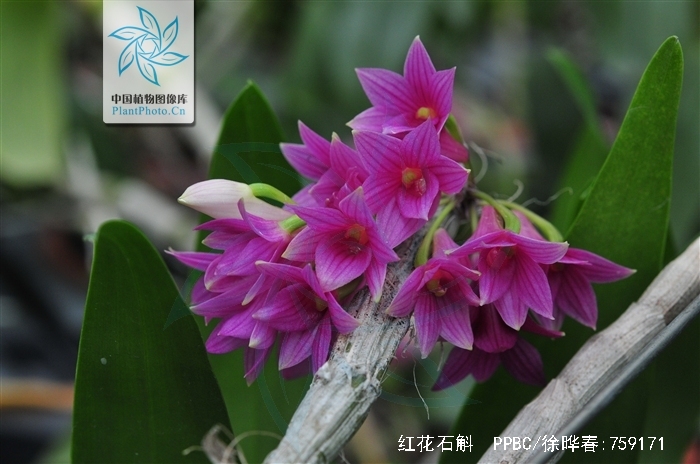  p>红花石斛(学名: i>dendrobium miyakei /i>  schltr.