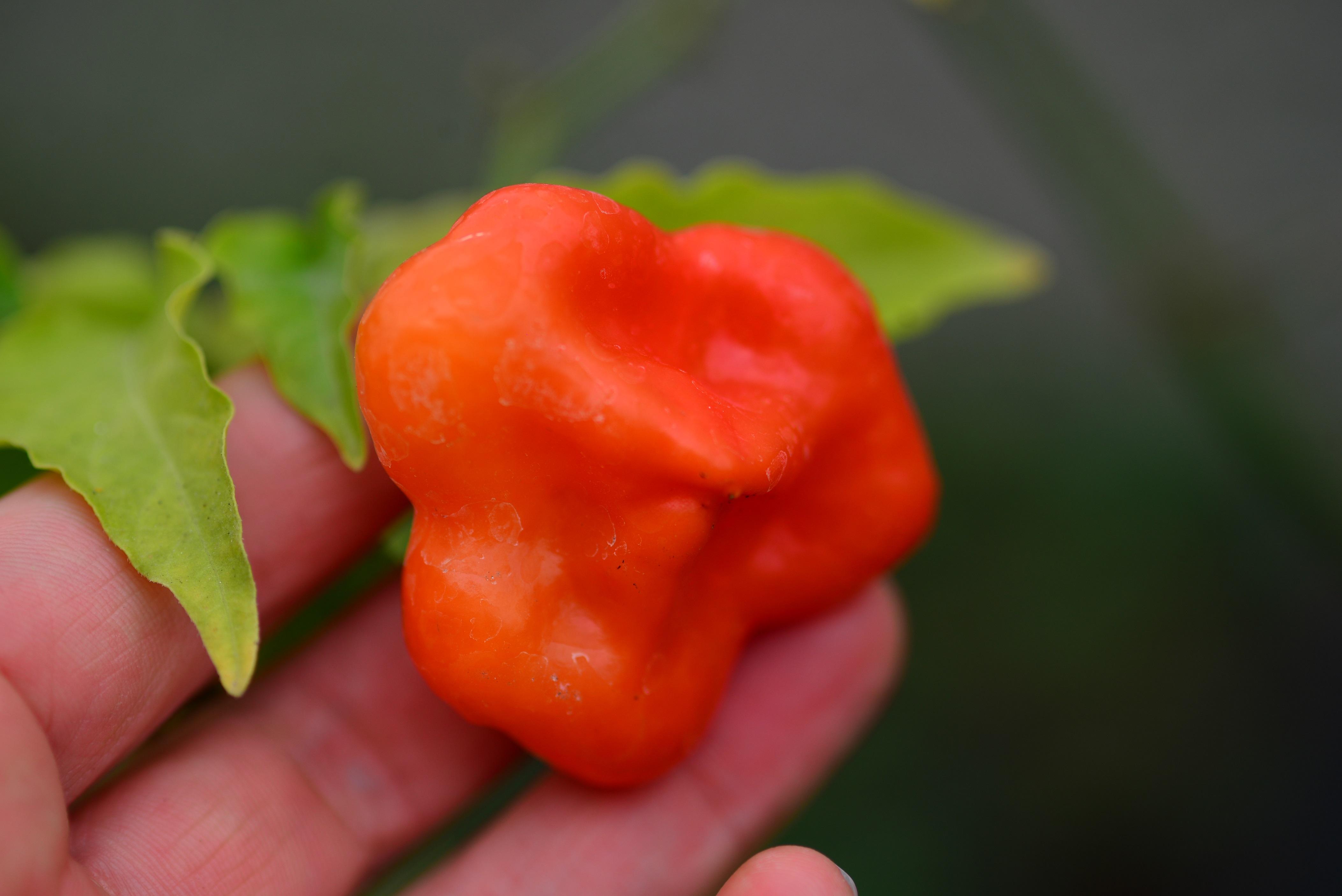  p>观赏辣椒,观赏辣椒根系发达,茎直立,茎部木质化,分枝能力强,分枝