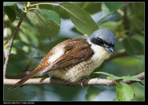  p>虎纹伯劳(学名: i>lanius tigrinus /i>):全长165毫米左右.