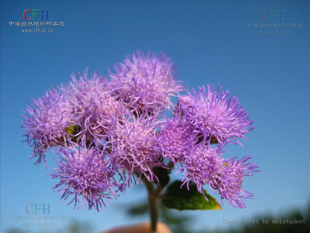 白花臭草