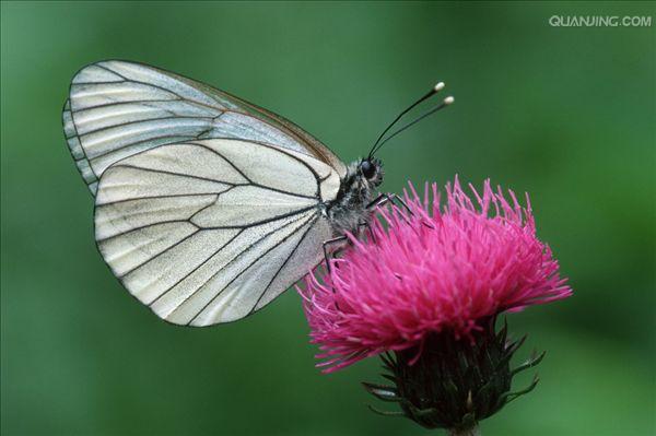  p>绢粉蝶(aporia crataegi linnaeus)是鳞翅目 a href="#">粉蝶科 /a