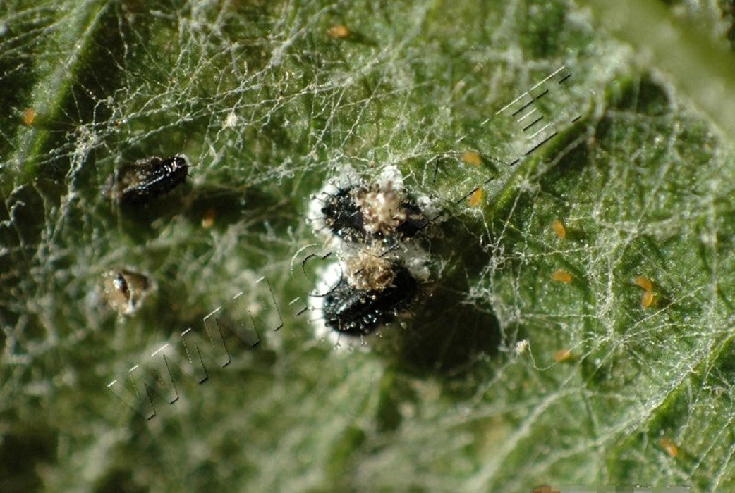 属 a href="#" data-lemmaid="15562883">同翅目粉虱科 /a>.