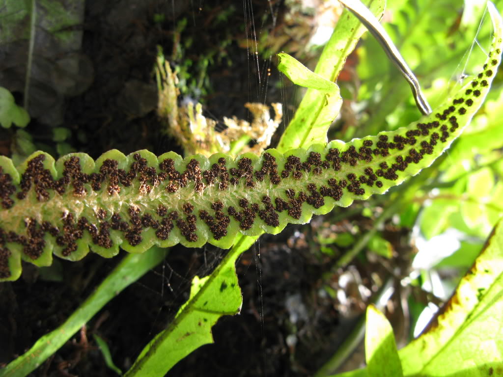  p data-id="gnx15zuzb7">孢子囊群(baozinangqun)在大型叶蕨类(真