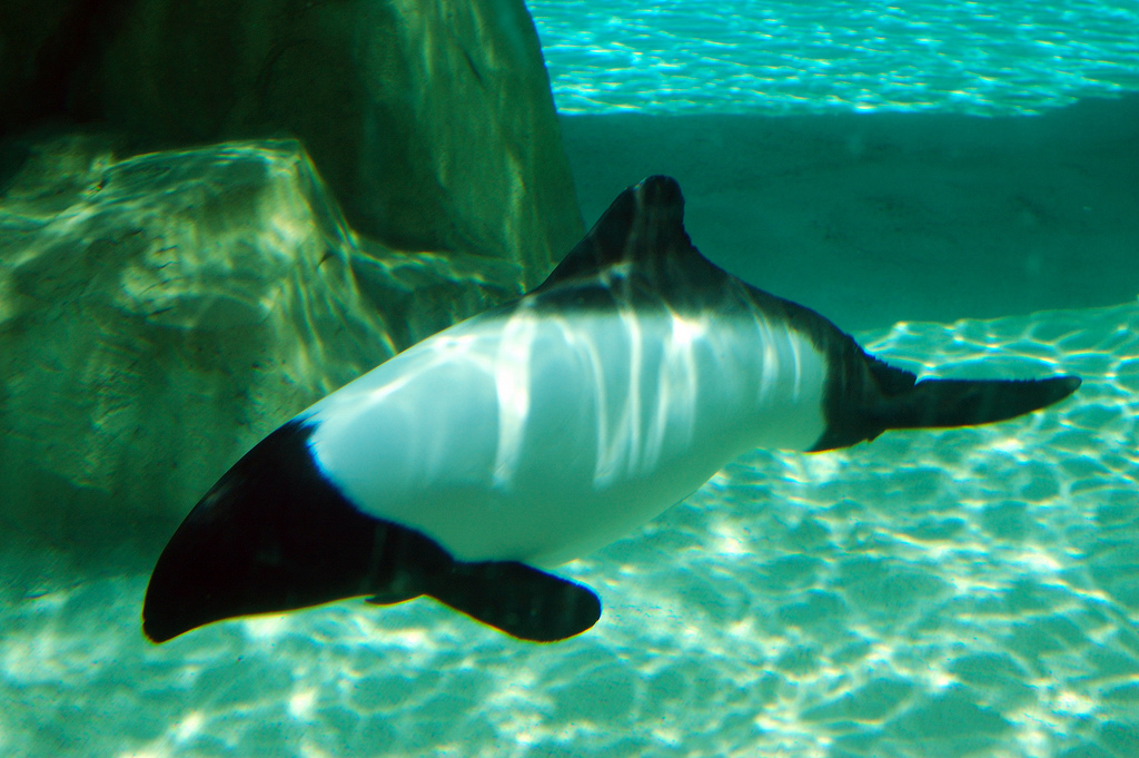  p>花斑喙头海豚是康氏矮海豚的俗称(学名: i>cephalorhynchus