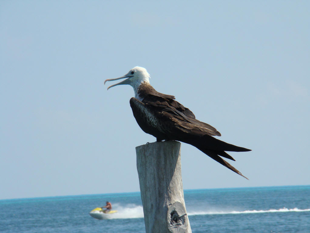 frigate bird