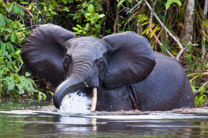  p>非洲森林象(学名: i>loxodonta cyclotis /i>):身高2.1-2.