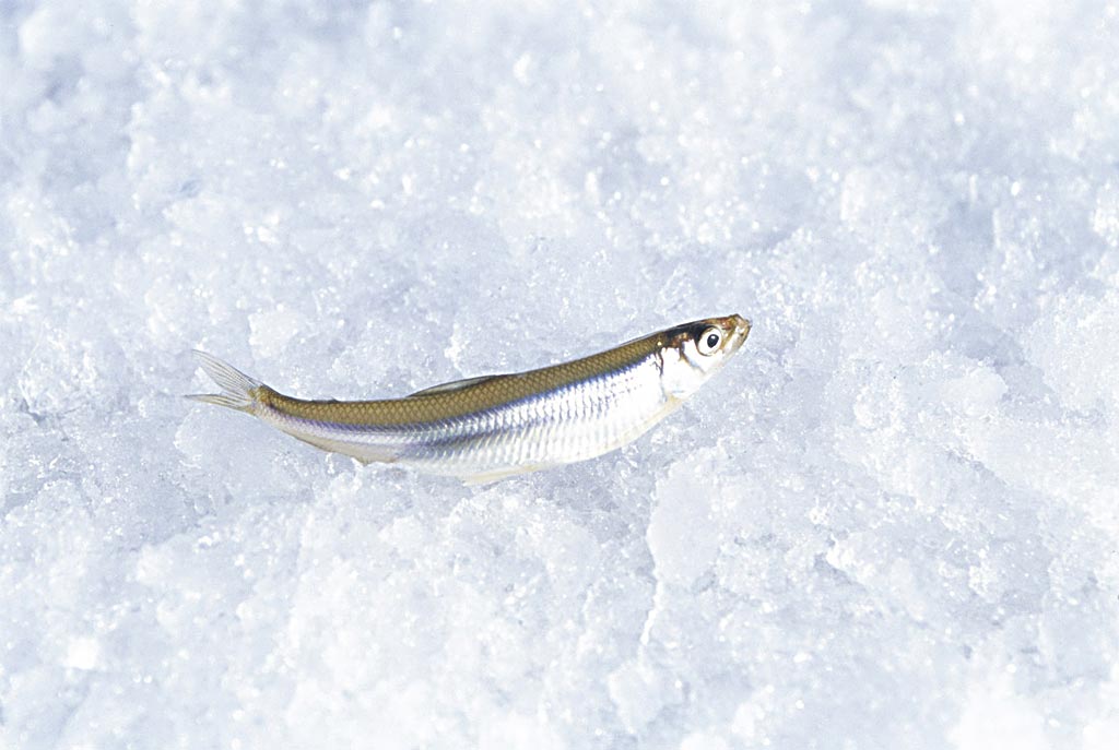  p>胡瓜鱼(学名: i>osmerus mordax&nbsp;(mitchill) /i>),为 a