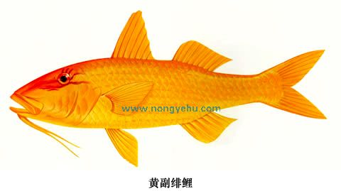 parupeneus  luteus