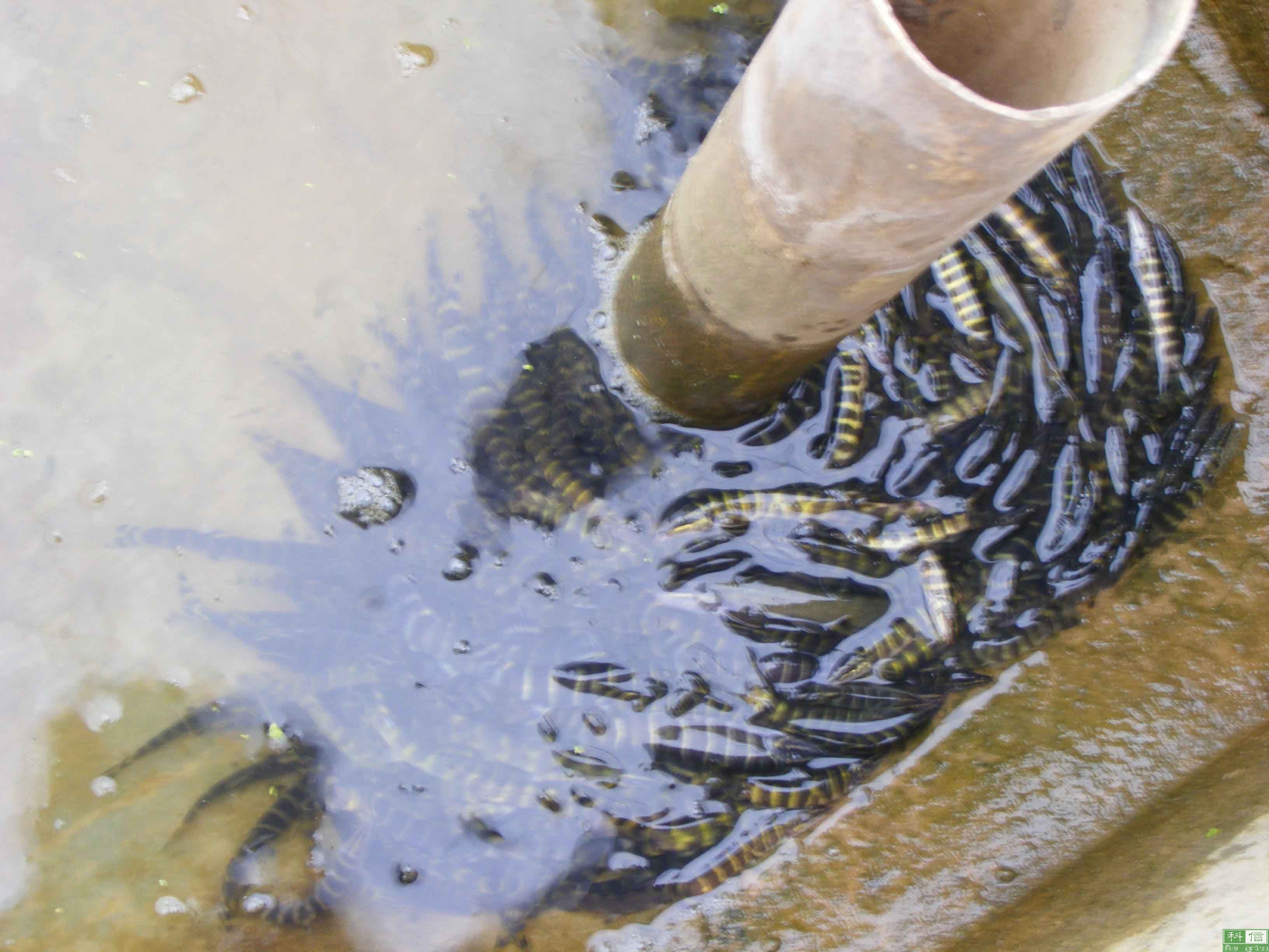 arietans),又名 a target="_blank" href="/item/鼓腹蝰蛇/1898046"