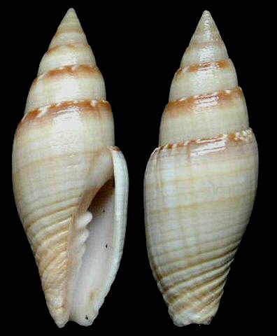  p>中国笔螺贝壳形状呈毛笔头形或纺锤形,螺旋部呈尖圆锥形,壳面光滑