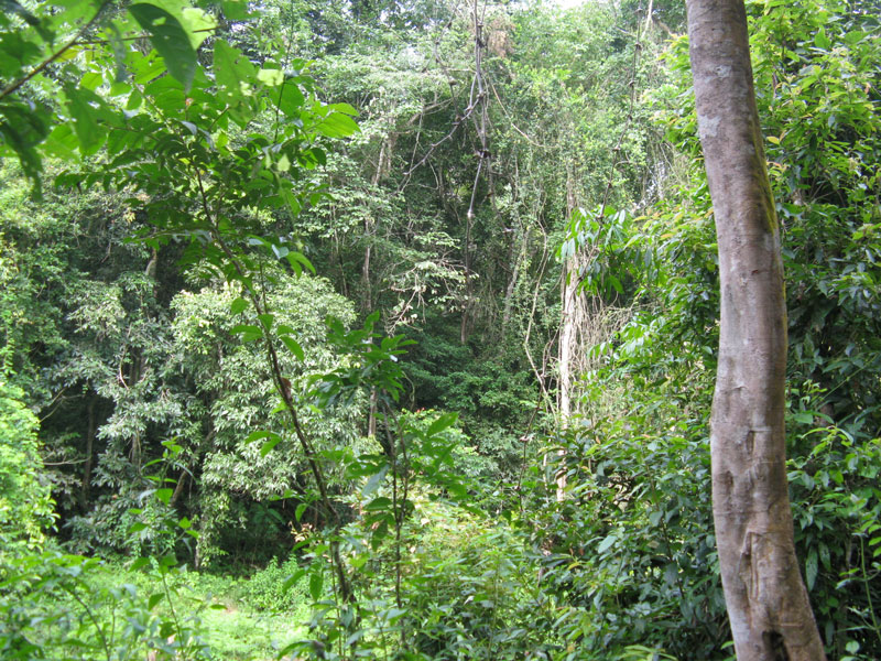  p>季雨林(monsoon forest)是分布在具有明显干湿季节变化热带地区,在