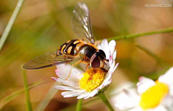  p>大灰食蚜蝇, i>syrphus  /i> i>corollae /i>, a href="#">食蚜蝇