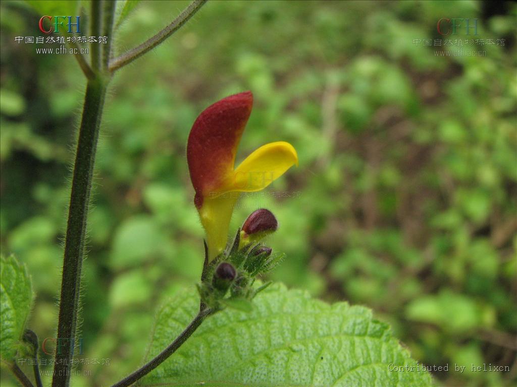 为唇形科植物冠唇花 i>microtoenainsuavis /i>(hance)prainexdunn的
