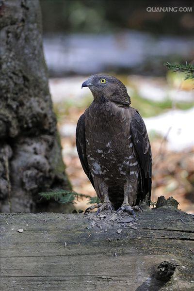 european honey-buzzard