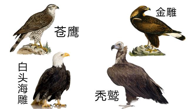鹰能通过拔掉羽毛和指甲来蜕变重生 这种事现实中不存在 百科ta说
