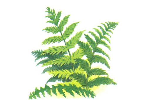 东北裂鞘叶_百度百科