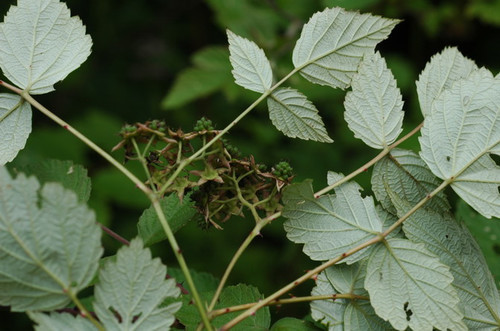 腺毛喜阴悬钩子