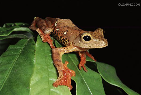  p>树蛙,无尾目树蛙科的1属,体多细长而扁,后肢长,吸盘大,指,趾间有