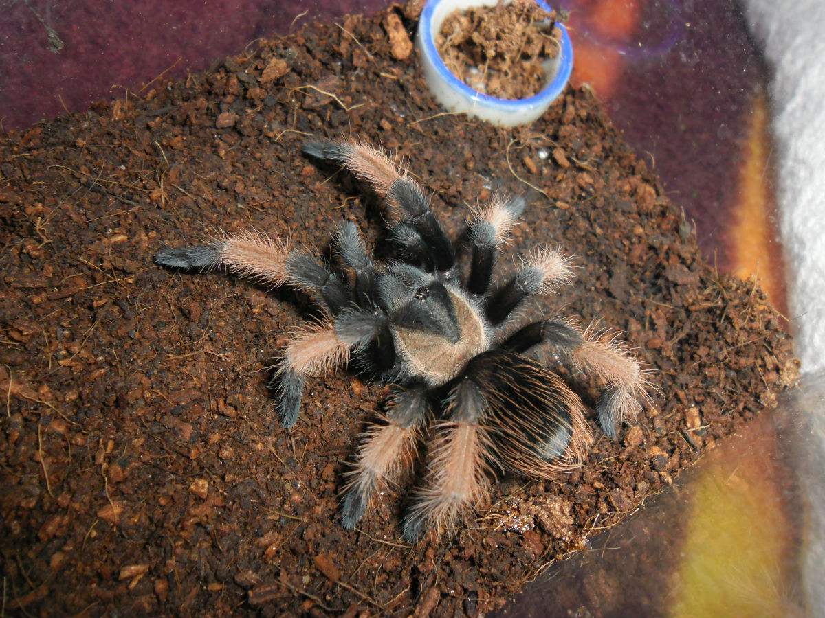  p>墨西哥红脚蜘蛛(拉丁学名:brachypelma emilia)原产于墨西哥的干燥