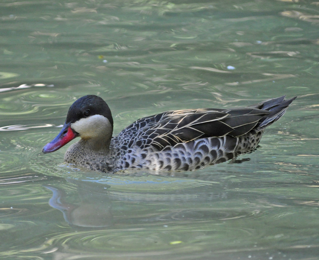  p>赤嘴鸭(学名:anas erythrorhyncha)属鸭科鸭属中型 a href="#"