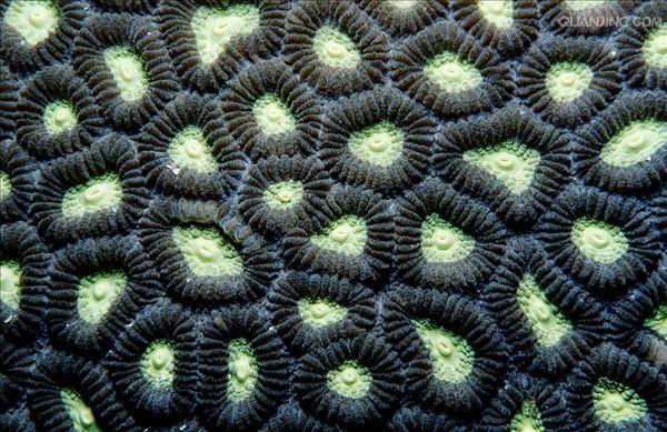 具有钙质骨骼的 a href="#" data-lemmaid="1656626">六射珊瑚 /a>