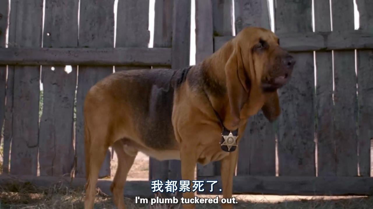 神犬也疯狂
