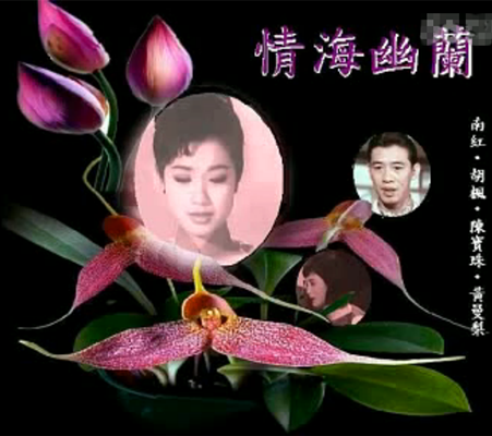 情海幽兰