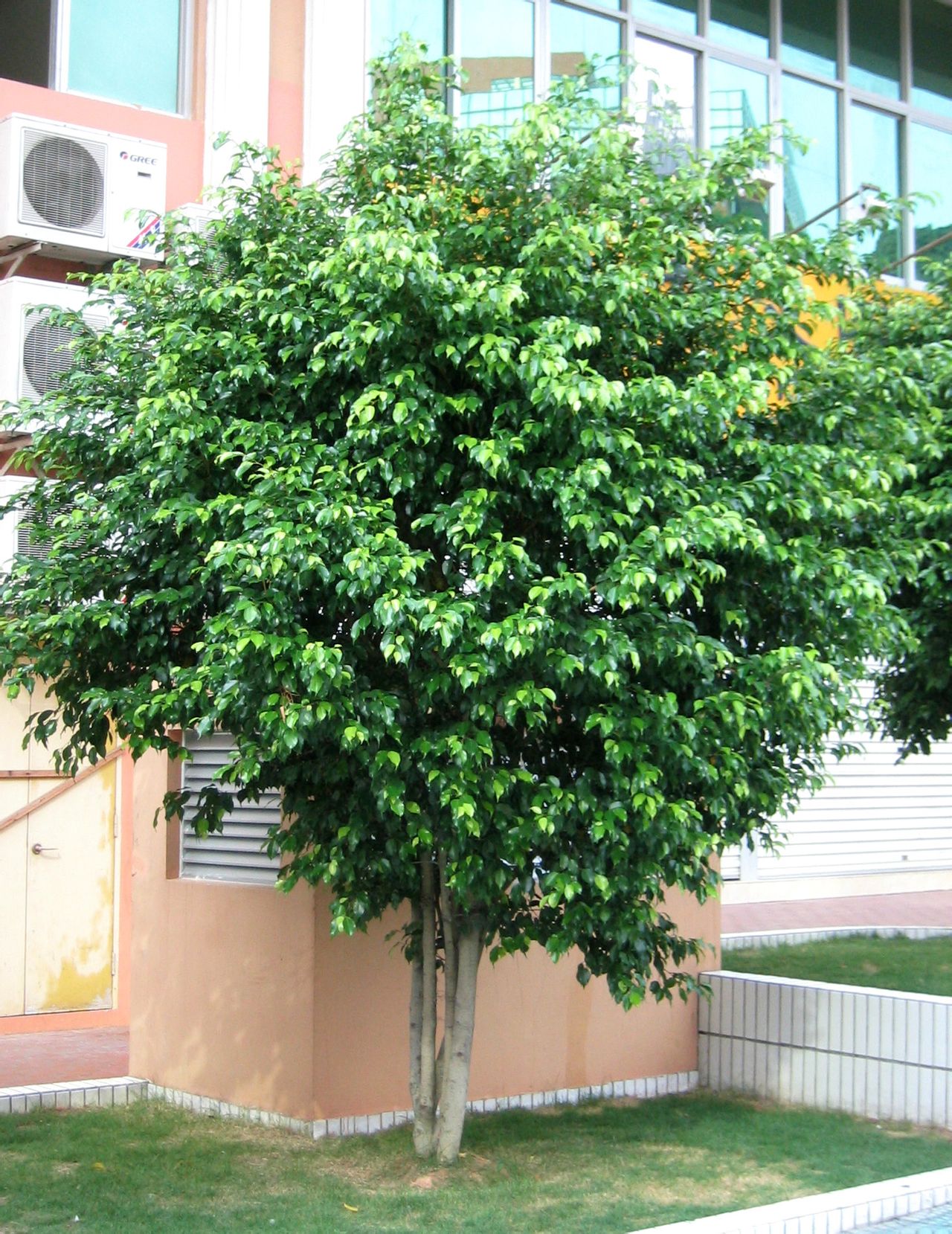 是桑科榕属大乔木植物.