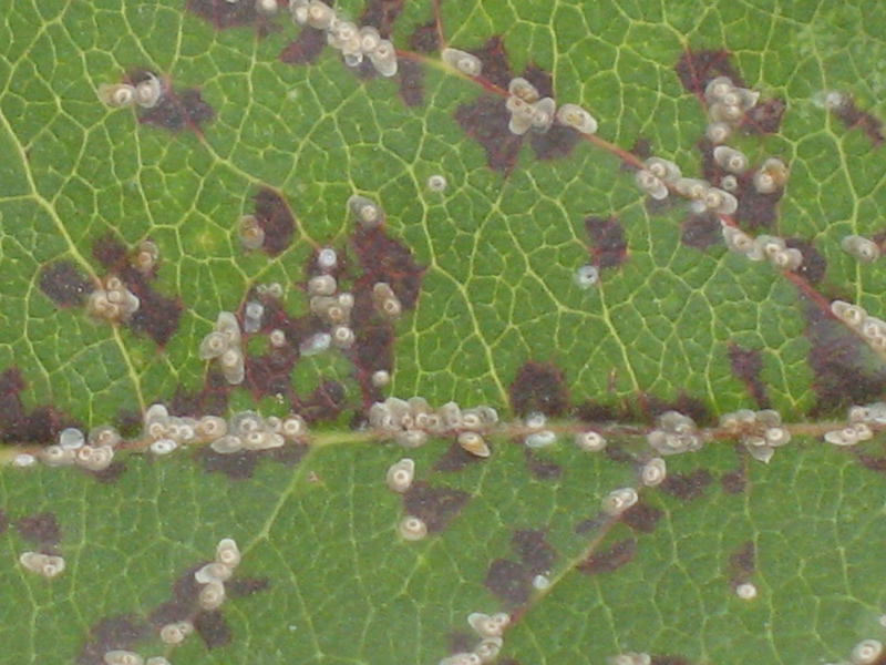 href="/item/苹果蠧蛾">苹果蠧蛾 /a>, i>cydia pomonella /i>,鳞翅目