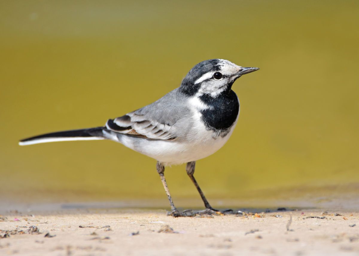 白云山鸣春谷游览区