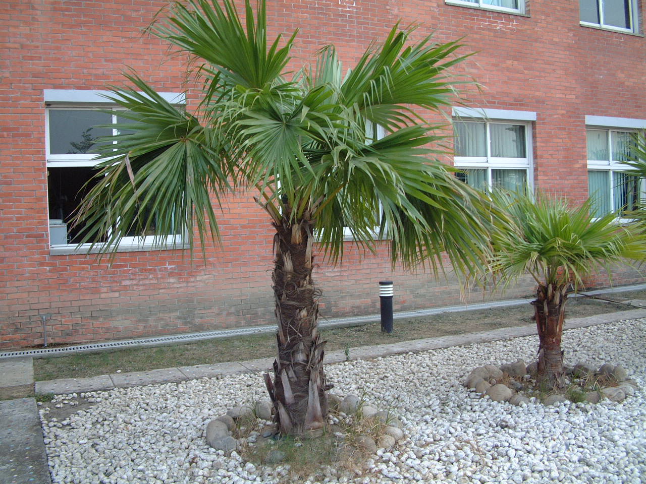 分类学中是棕榈科 a target="_blank" href="/item/蒲葵属/3213733"