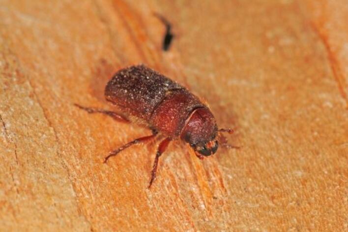  p>小蠹科(scolytidae),属昆虫纲 a href="#" data-lemmaid="1535103"