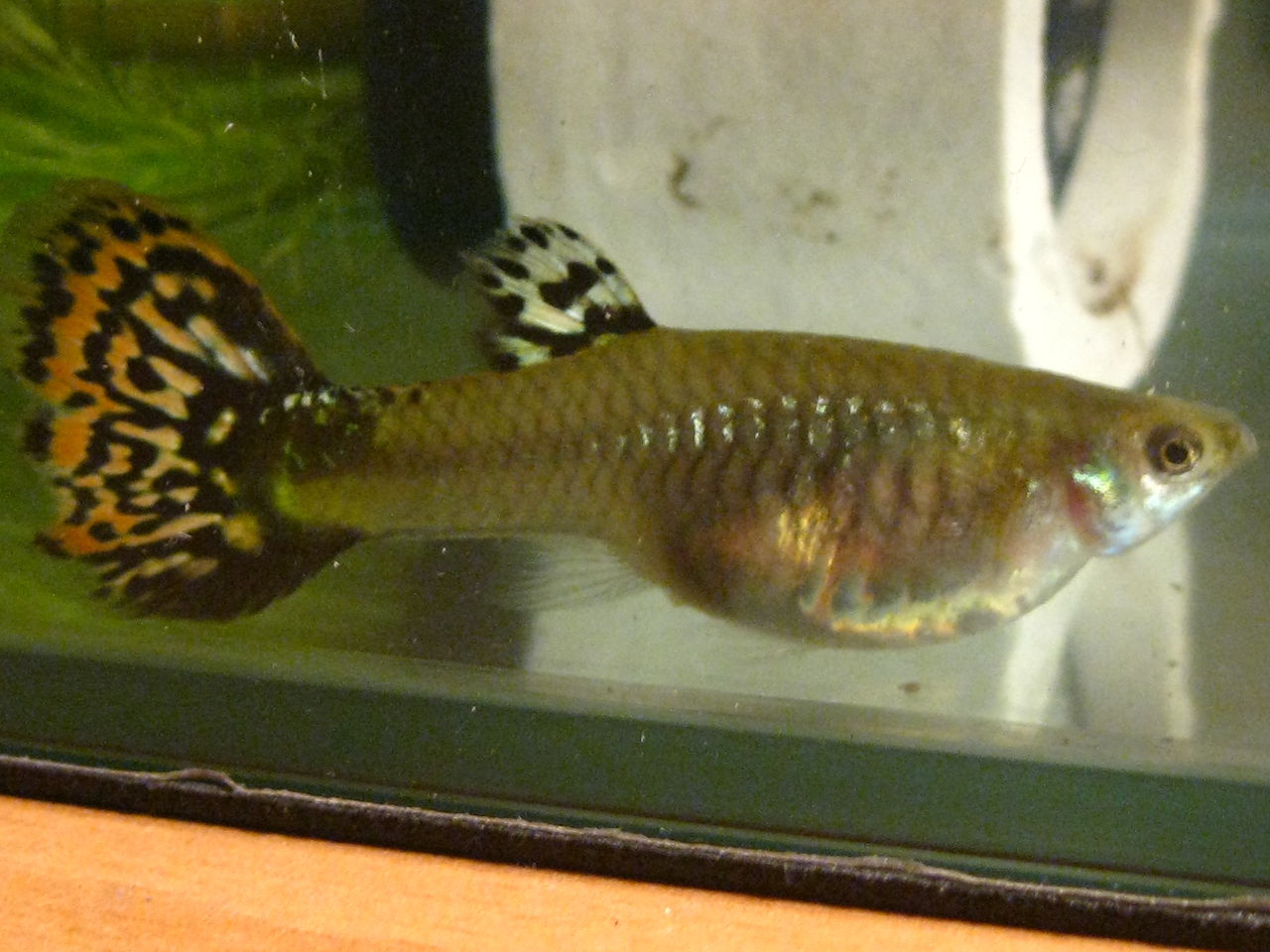  p>烂尾病是淡水鱼的主要病害之一,严重时尾部烂掉,骨骼外露,可引起病