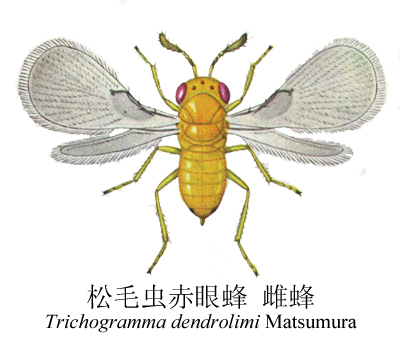 trichogramma dendrolimi matsumura