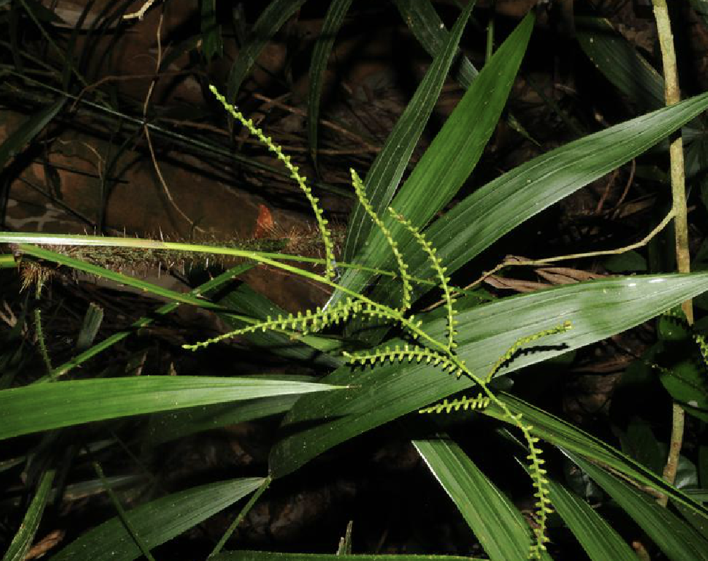 calamus gracilis hance