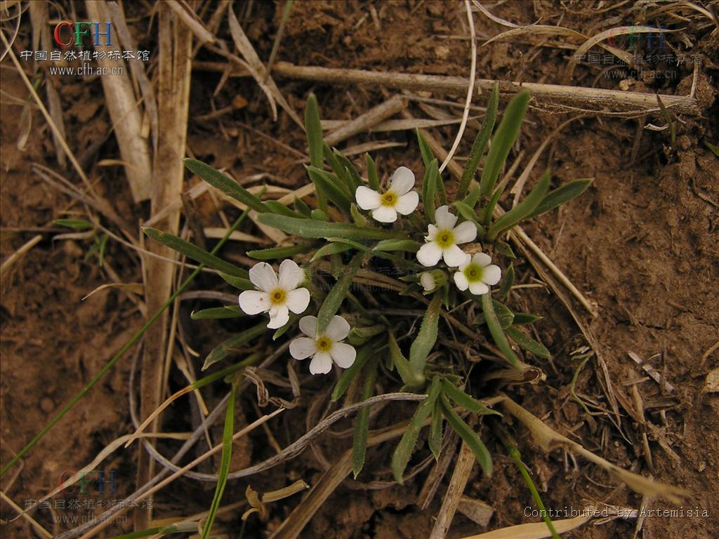  p> a href="#" data-lemmaid="7800333">长叶点地梅 /a>,androsace