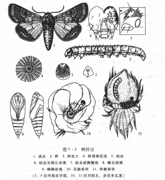  p>棉铃虫, i>helicoverpa armigera  /i>(hübner), a href="#" data