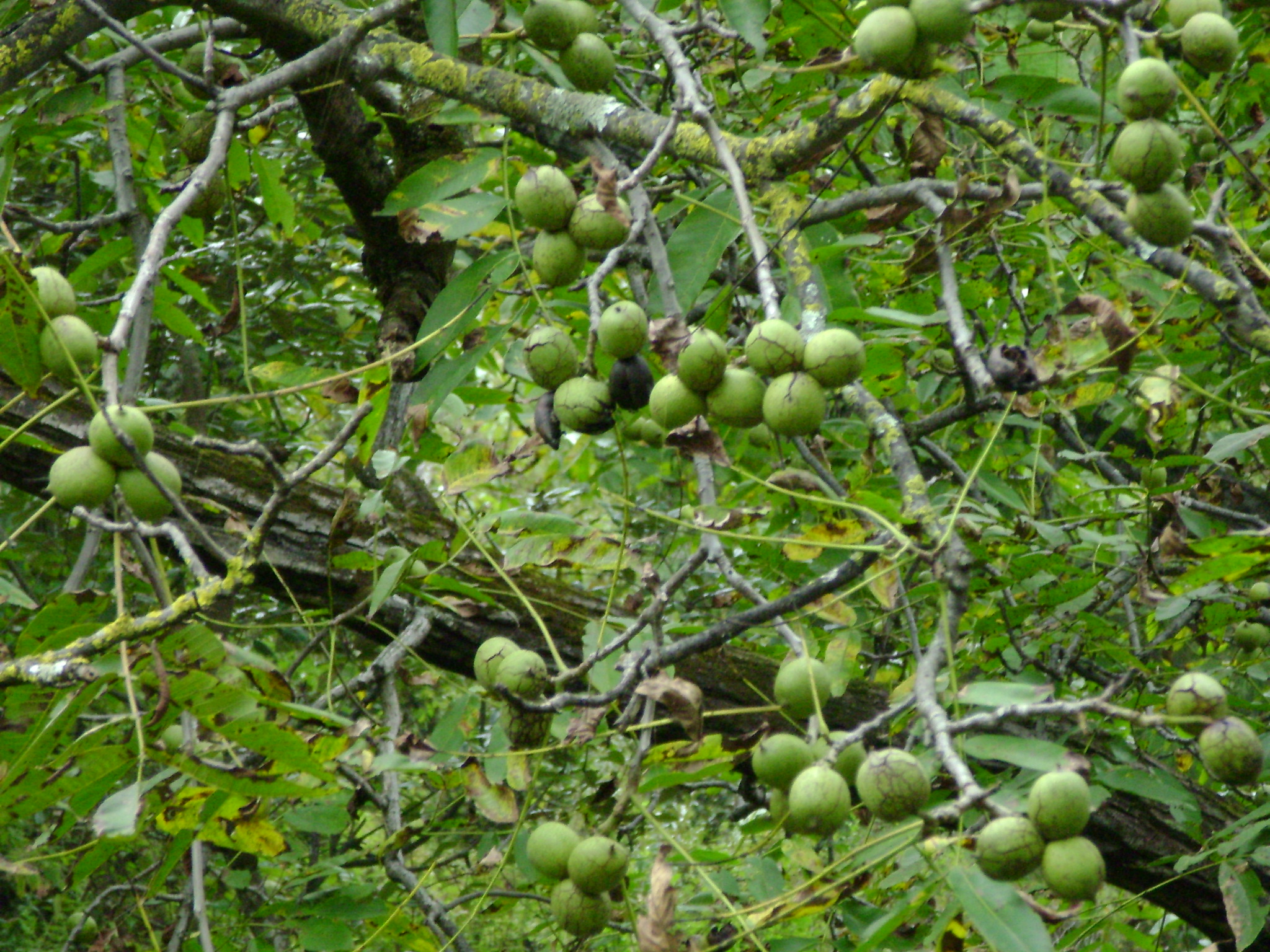  p>胡桃(拉丁学名  i>juglans regia  /i> l. ),俗称核桃 i>.