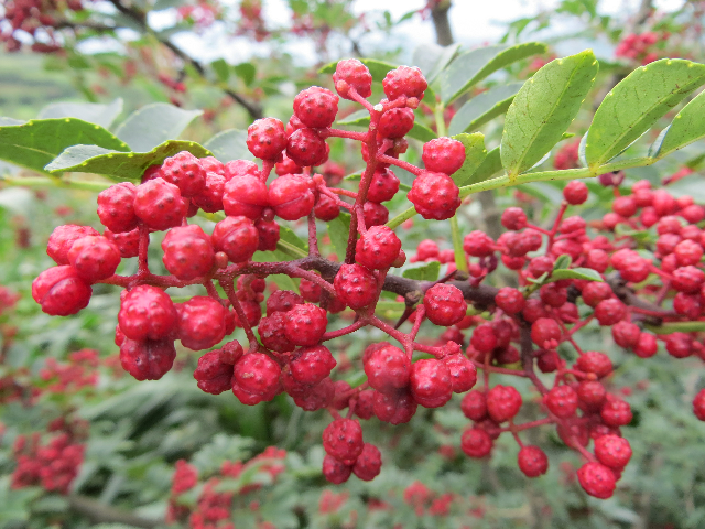  p>越西贡椒,四川省越西县特产,全国农产品地理标志.