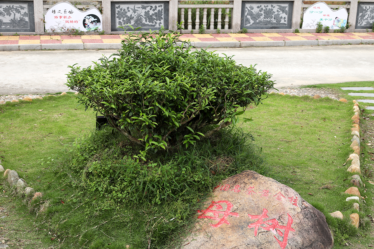  p>黄金桂原产于安溪虎邱罗岩村,是 a href="#" data-lemmaid="1072">