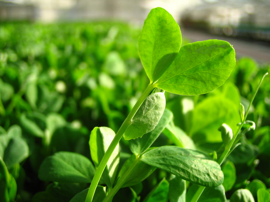  p>绿叶菜是一类主要以鲜嫩的绿叶,叶柄和嫩茎为产品的 a target="