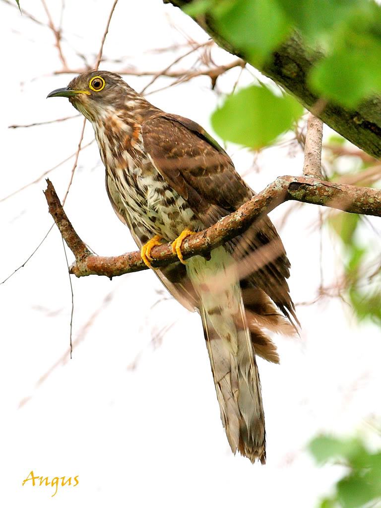  p>脊索动物门->脊椎动物亚门->->鸟纲-&gt