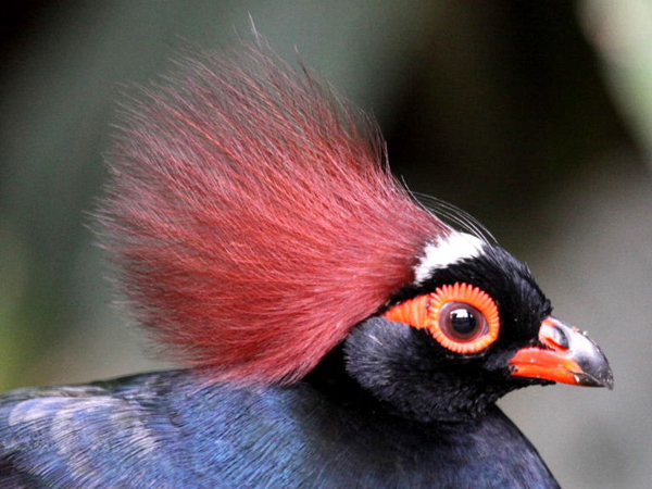  p>鸟类羽冠(bird crista):亦称 a href="#" data-lemmaid="22736143"