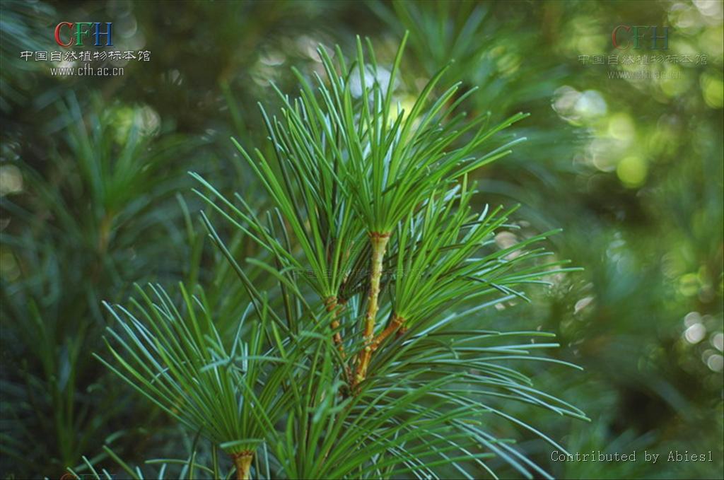  p data-id="gn926kq2kb">金松科又名伞松科,只有1 a target="_blank"