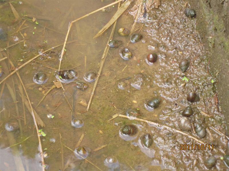  p>福寿螺(学名: i>pomacea canaliculata /i>)是瓶螺科,瓶螺属软体