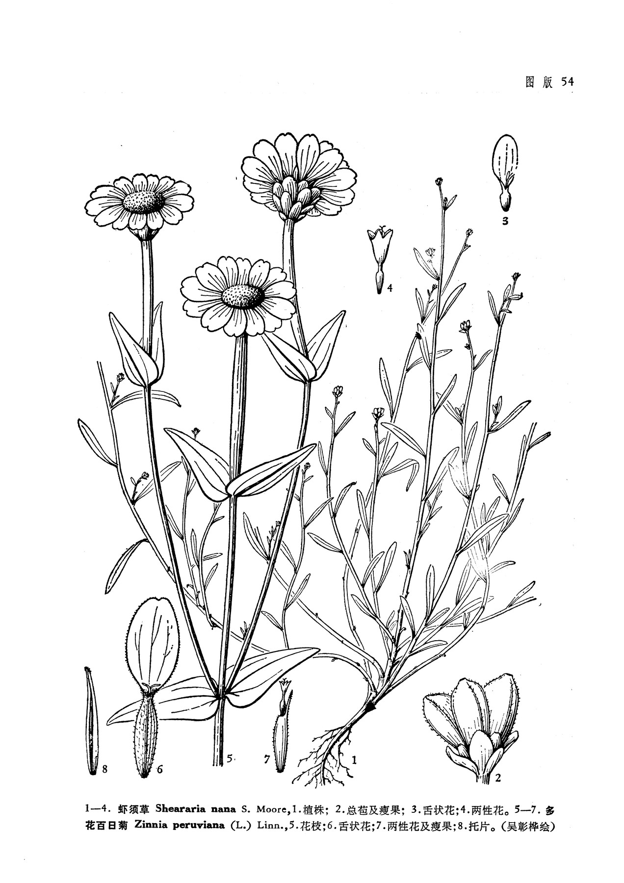 zinnia peruviana
