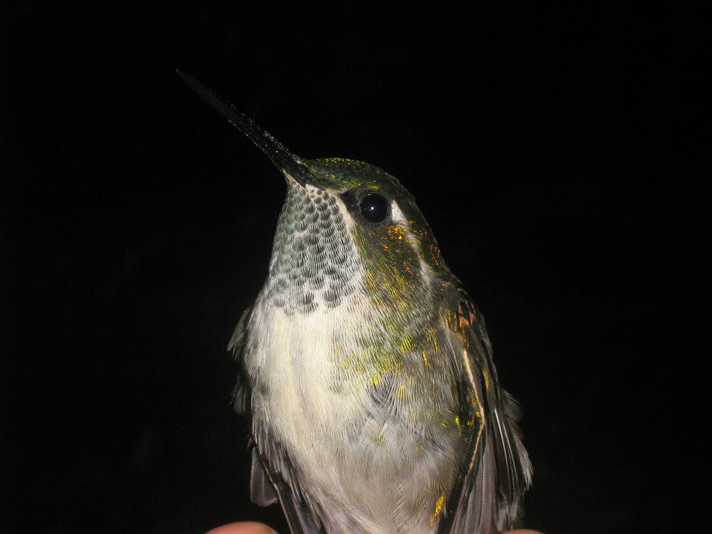 宝石鸟，星露谷宝石鸟